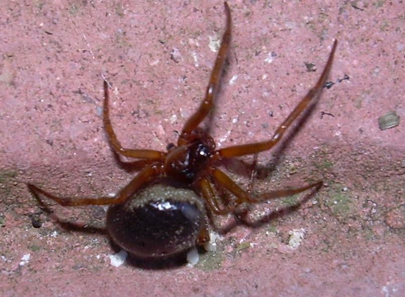 Steatoda nobilis